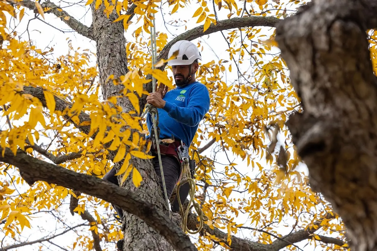 Skilled Tree Transplanting crew working in Lake Milton